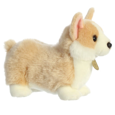 Aurora - Miyoni Tots - Pembroke Welsh Corgi