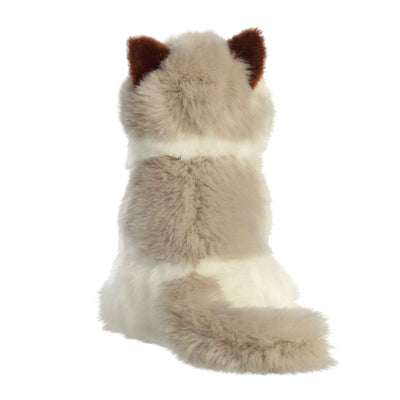 Aurora - Miyoni - Ragdoll Cat