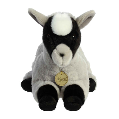 Aurora - Miyoni - Pygmy Goat
