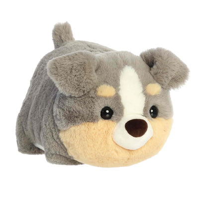 Aurora - Spudsters - Storm Australian Shepherd