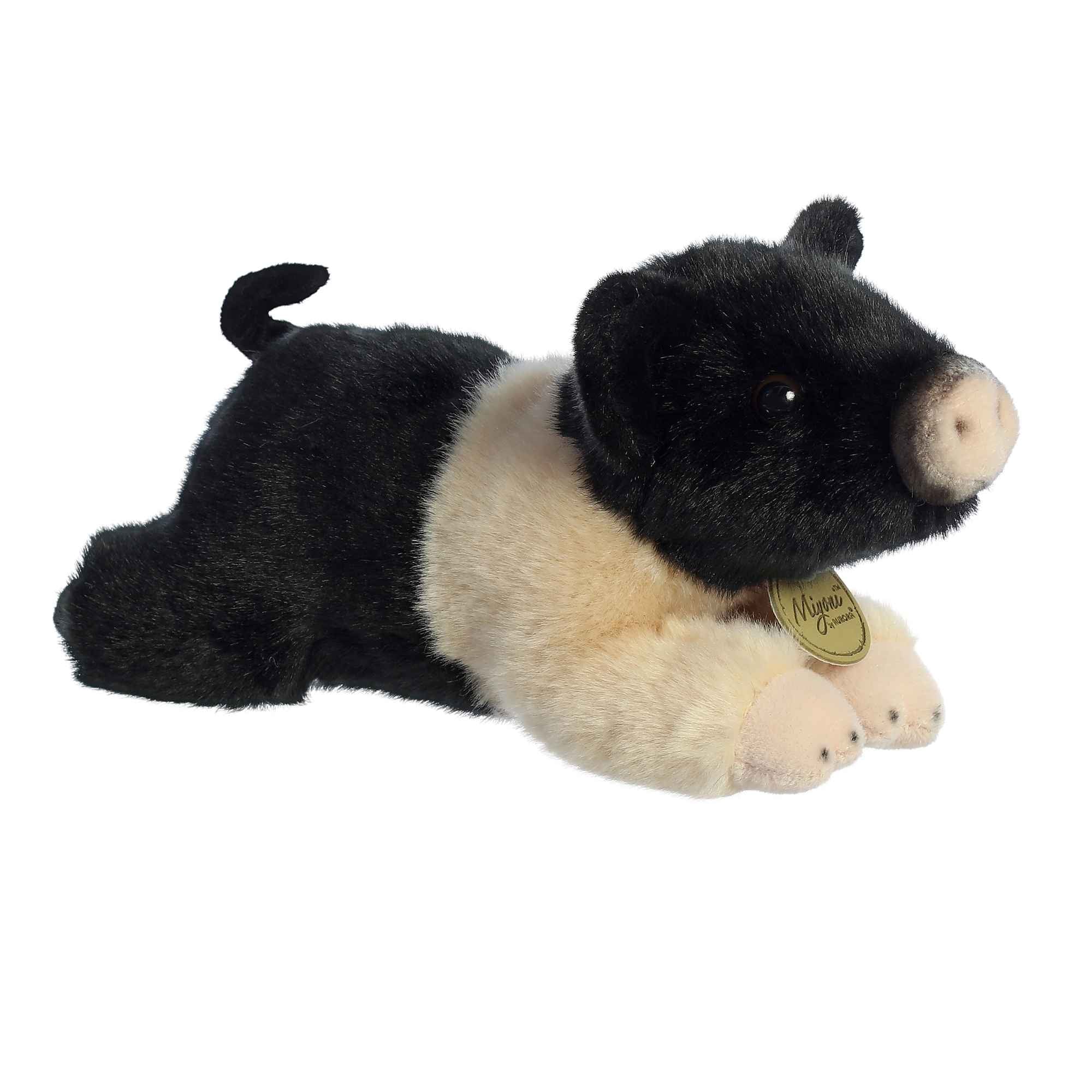 Aurora - Miyoni - Hampshire Pig