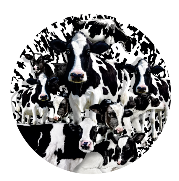 Herd of Cows - 1000 Piece Puzzle